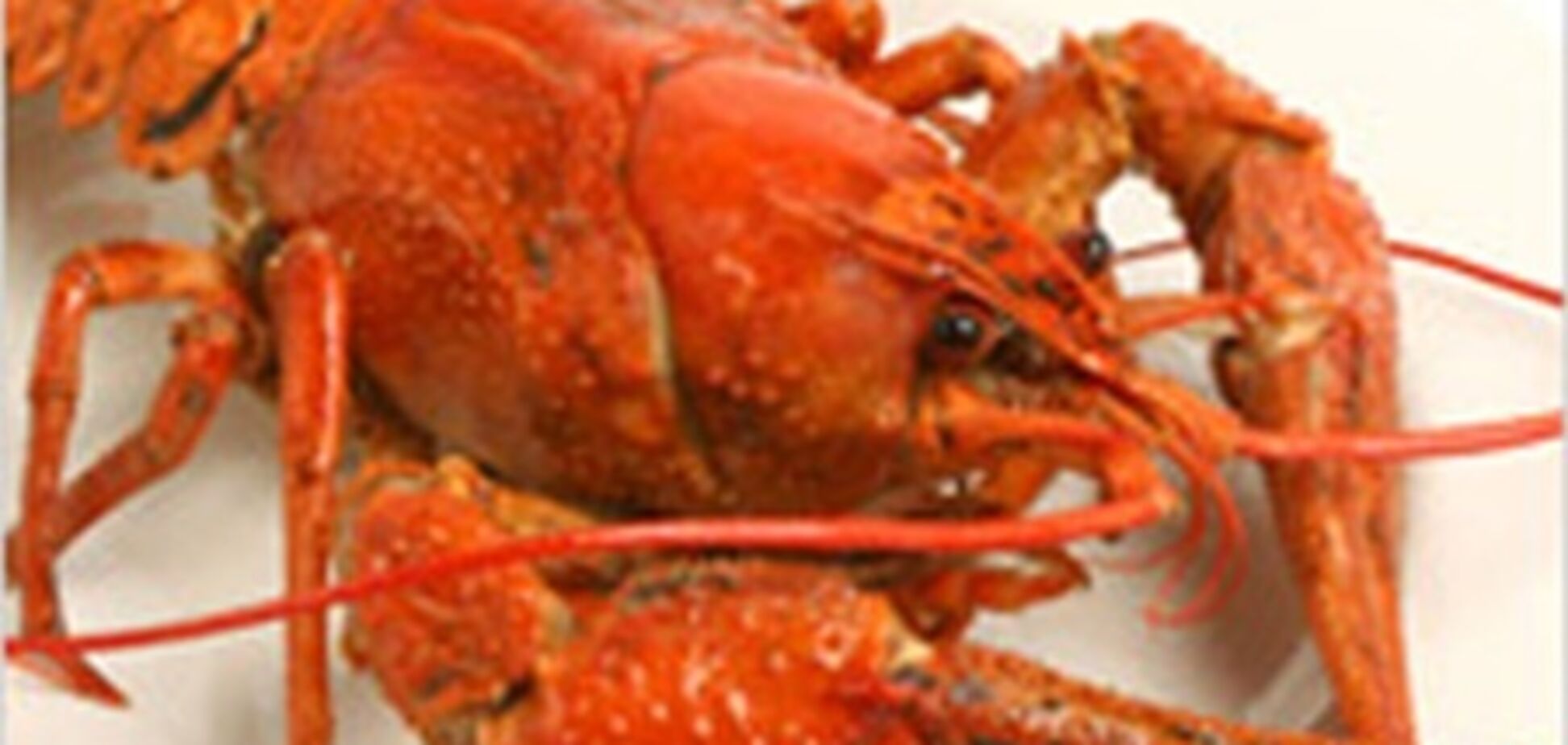 Як приготувати раків: 10 кулінарних порад