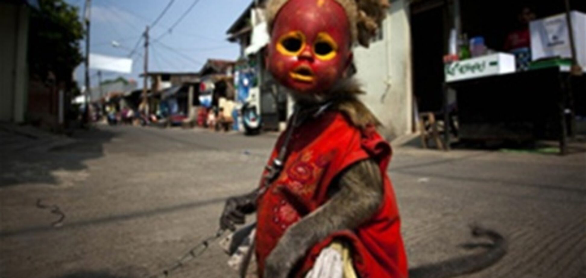 Дрессированные обезьянки в Индонезии