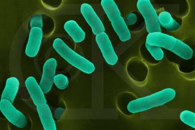 Смертельная кишечная палочка добралась до Грузии