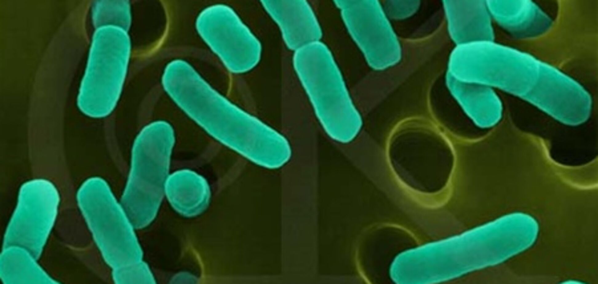 Смертельная кишечная палочка добралась до Грузии