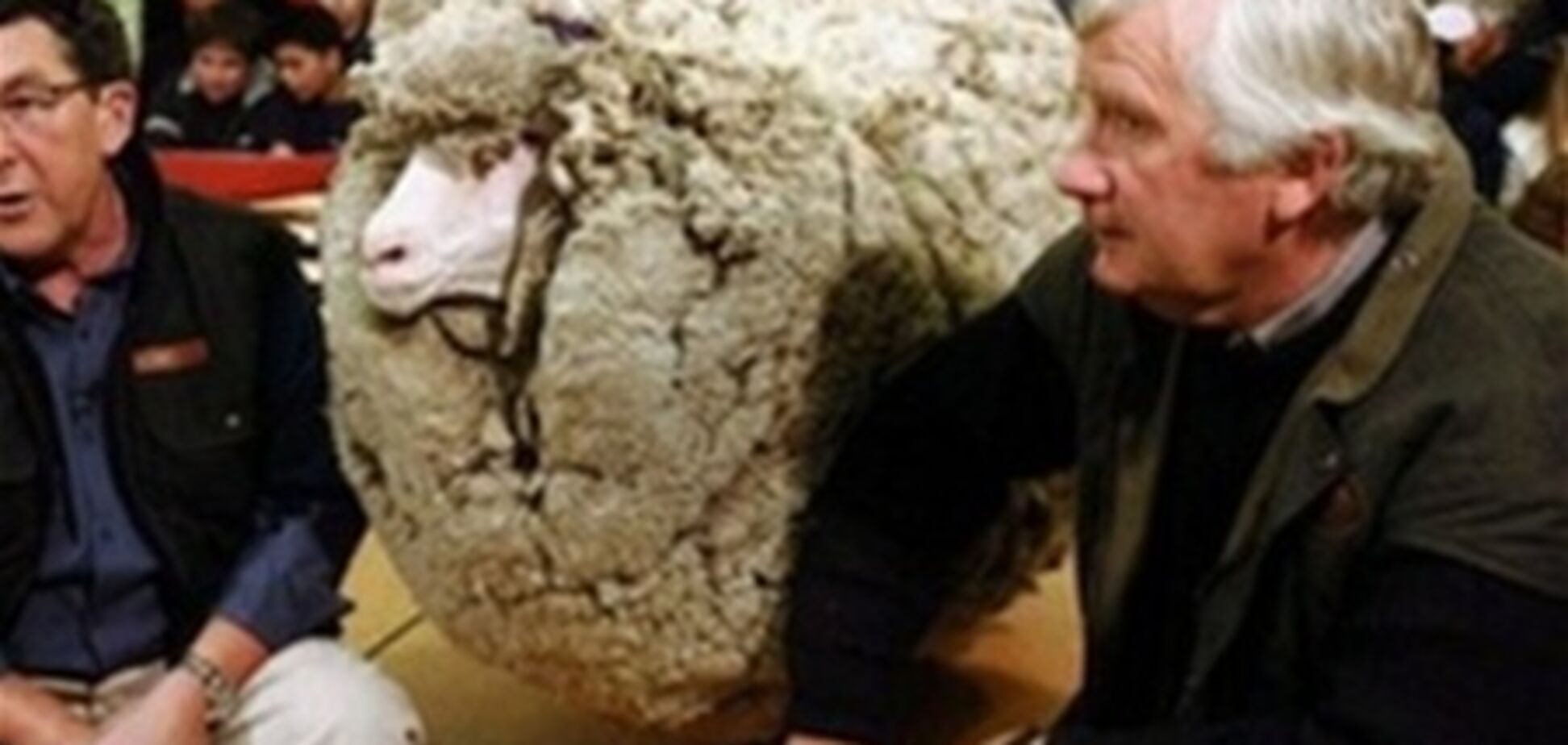 Умер самый знаменитый баран Новой Зеландии