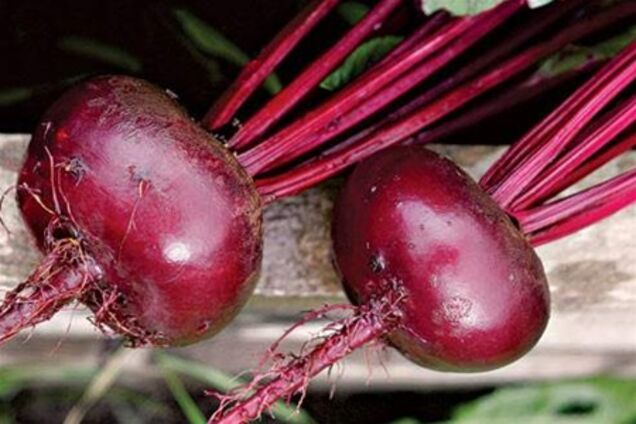 Еще одну мутацию кишечной палочки нашли на голландской свекле