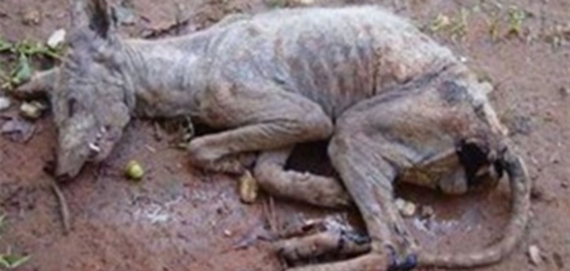 Таинственная чупакабра загрызла 30 кроликов на Ривненщине