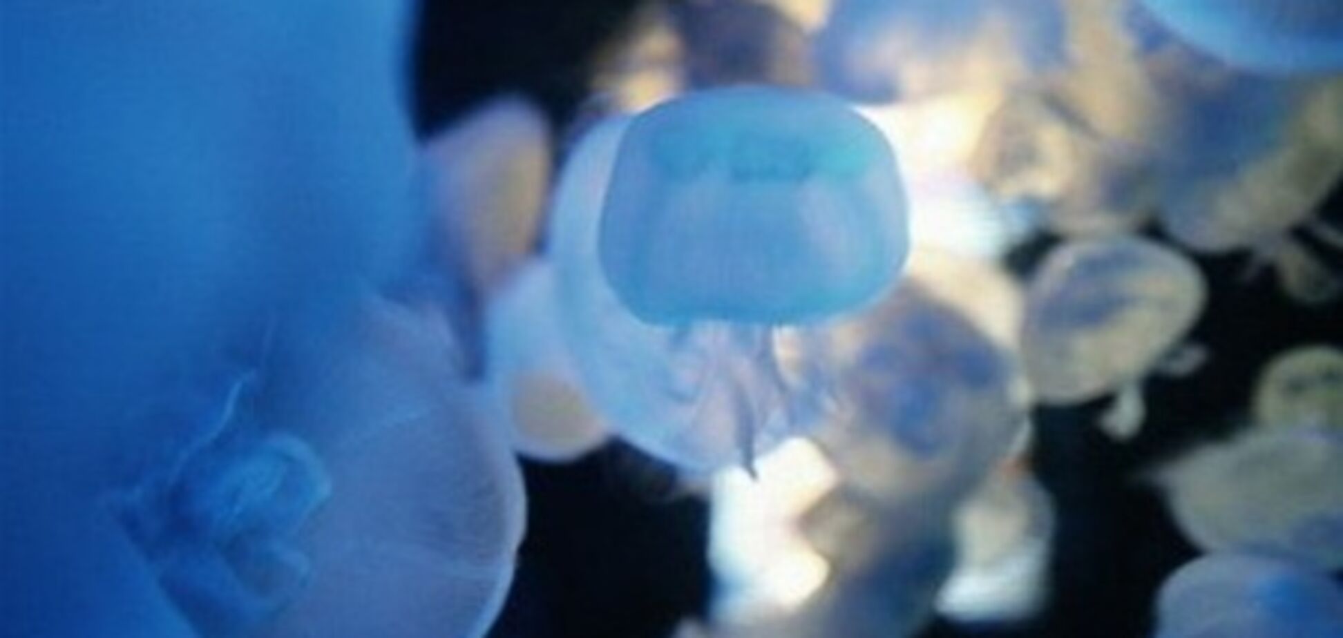 В Шотландии медузы остановили работу АЭС