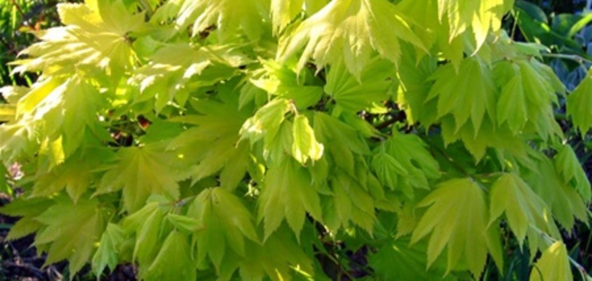 Донецкая мэрия накупила лип и кленов на миллион