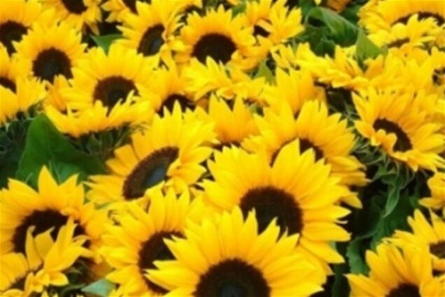 До конца года запустят сайт о погоде на Евро-2012