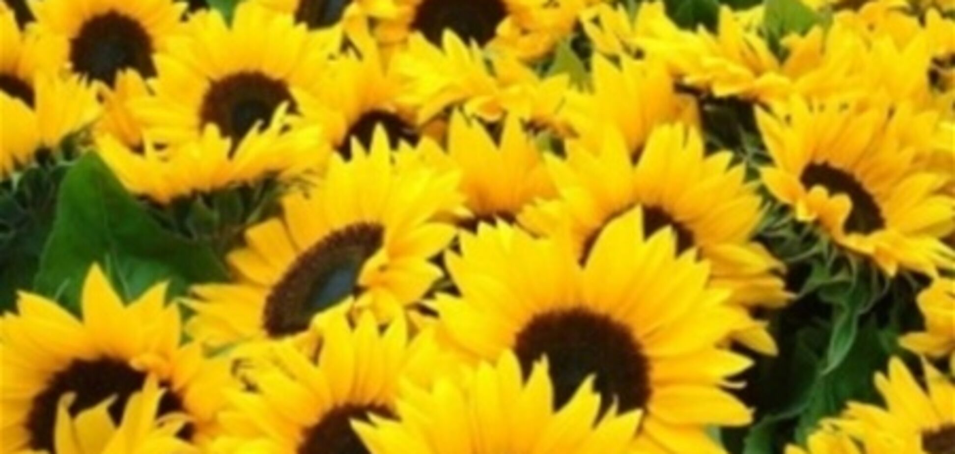 До конца года запустят сайт о погоде на Евро-2012