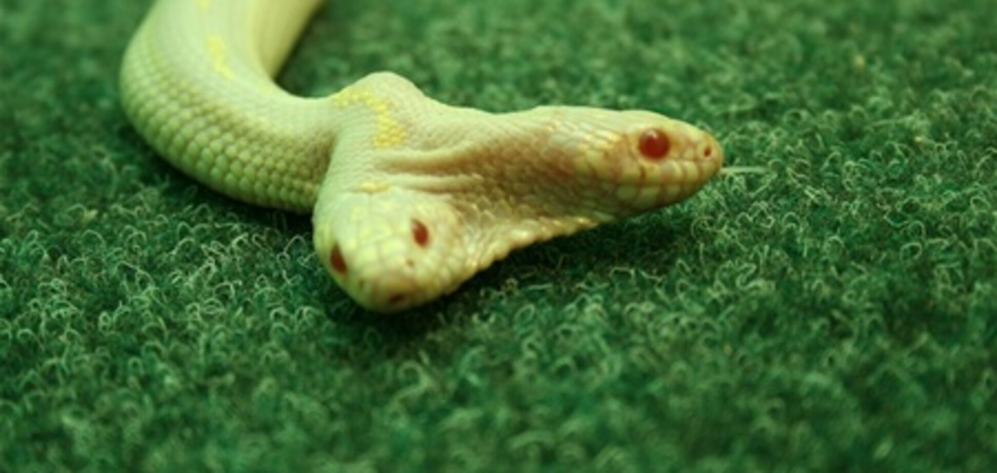 Ялтинский зоопарк привез из-за границы змею с двумя головами