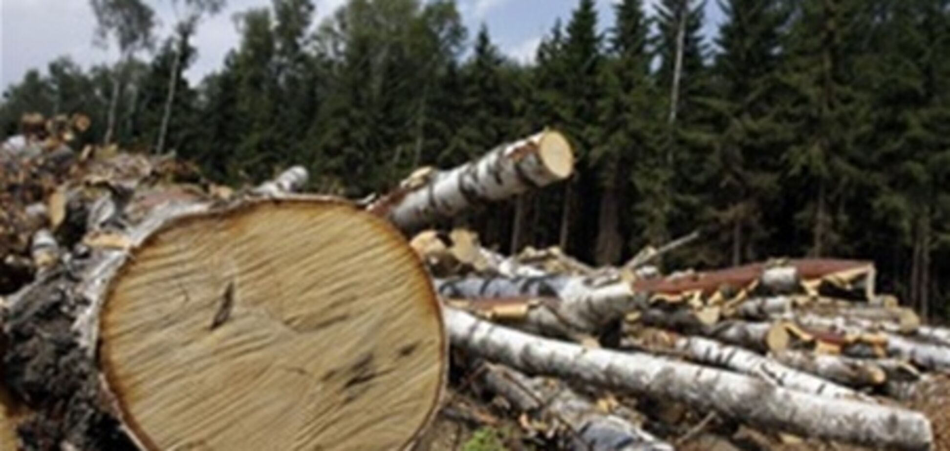 Украина увеличила вырубку лесов