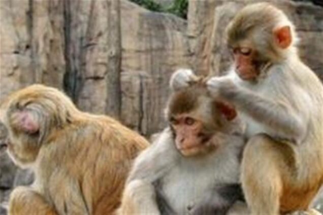 Кілька макак-резусів влаштували безлади в індійській лікарні