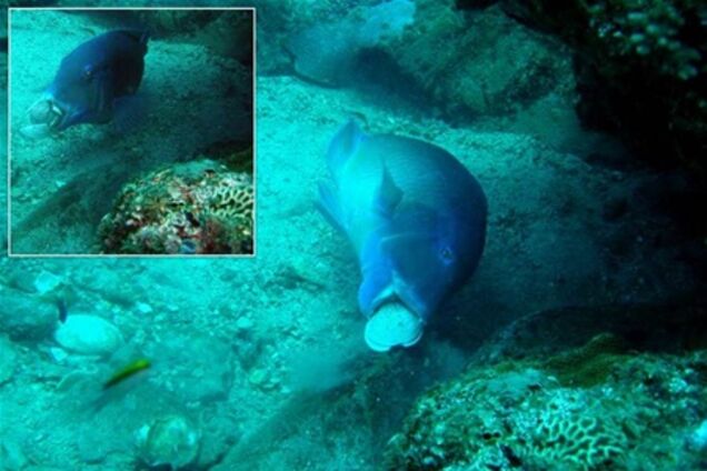 Ученые впервые сфотографировали рыбу, использующую инструменты