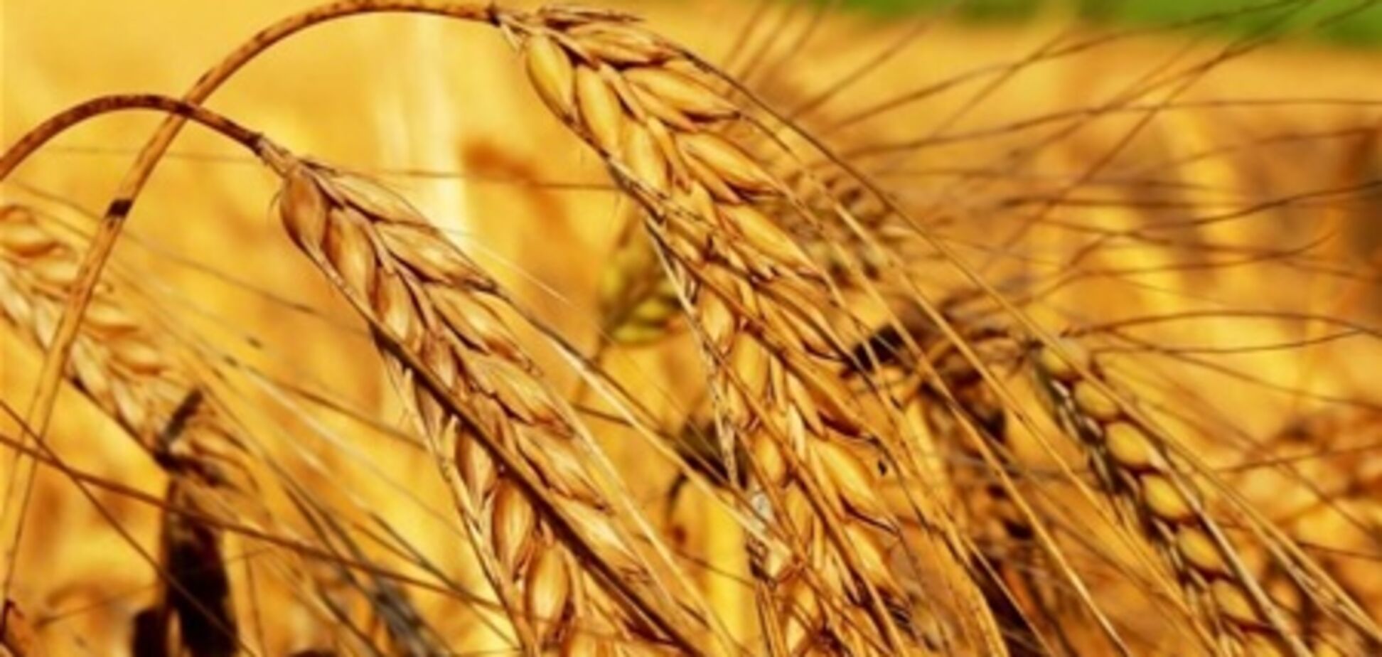 Египет добавил Украину в список поставщиков пшеницы