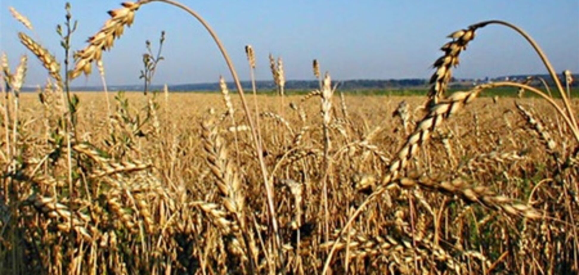 Украина может экспортировать до 20 млн тонн зерна - Кабмин