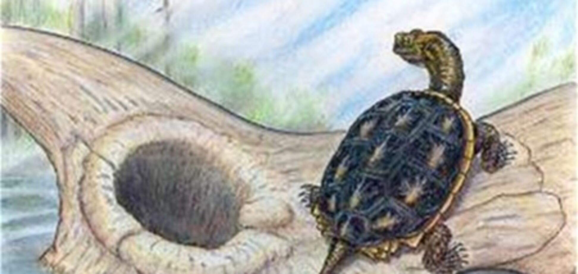 Обнаружены черепахи, пережившие динозавров
