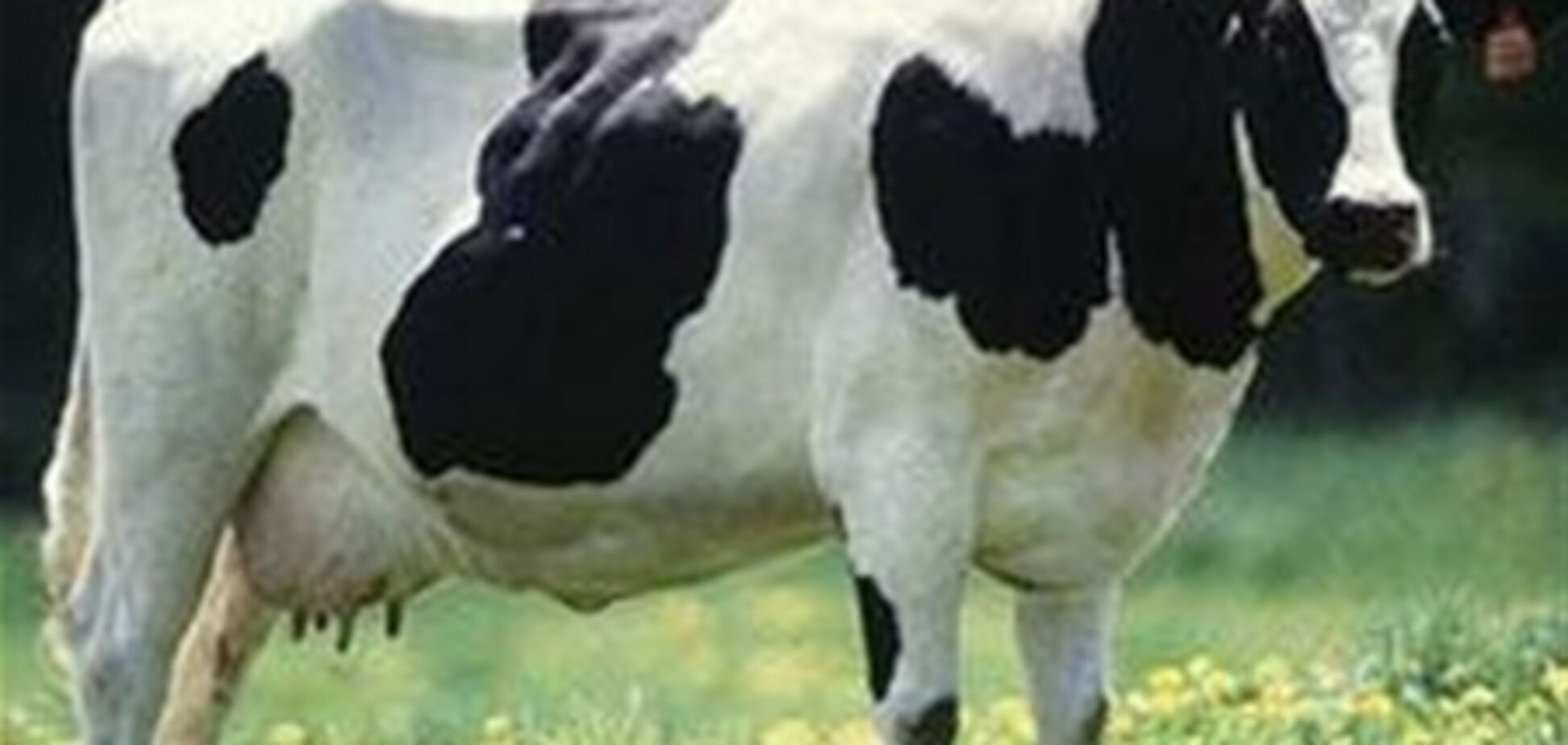 В Украине несколько сократилось поголовье коров