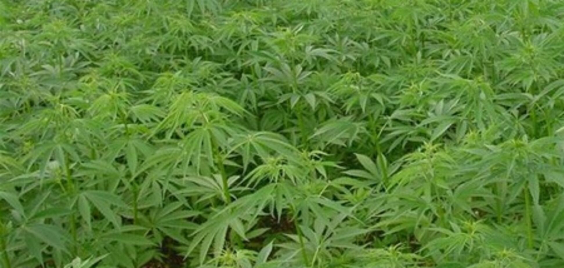 В мексике плантация конопли страны где можно выращивать марихуану