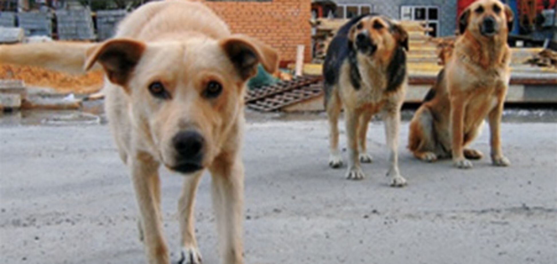 Бездомные собаки: убивать или стерилизовать