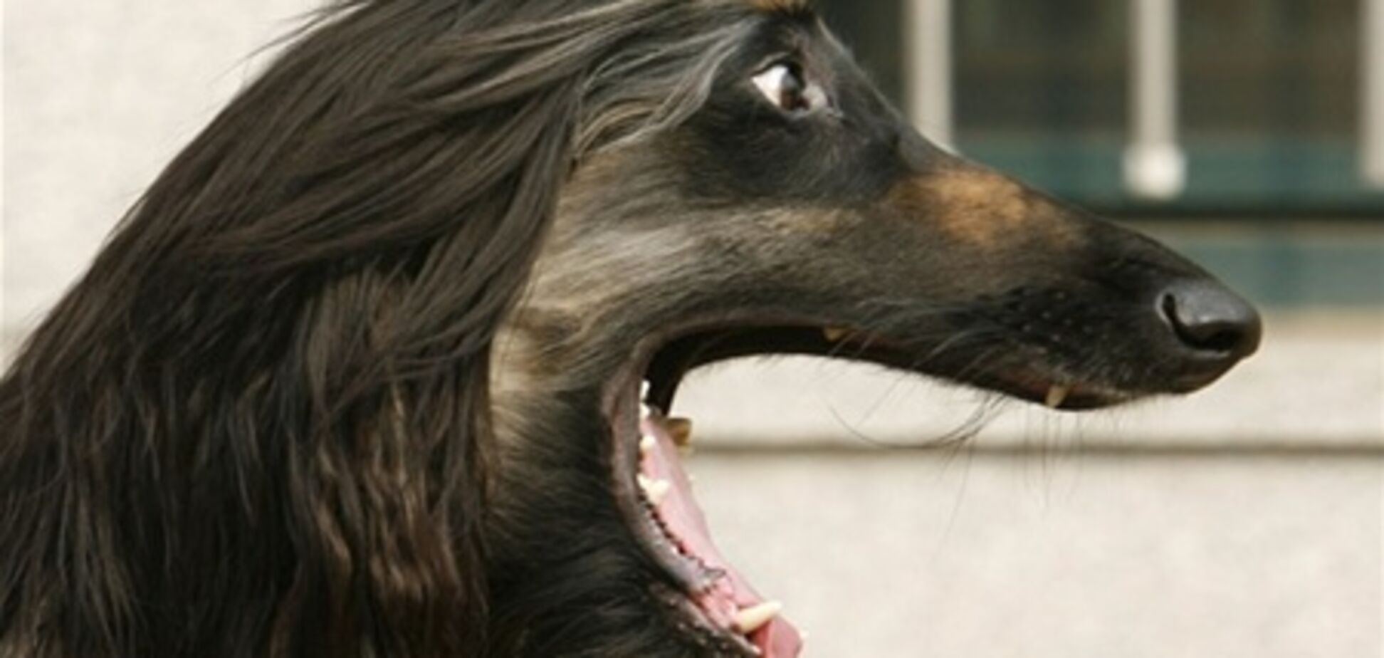 Корейцы спасаются от жары собачьим мясом