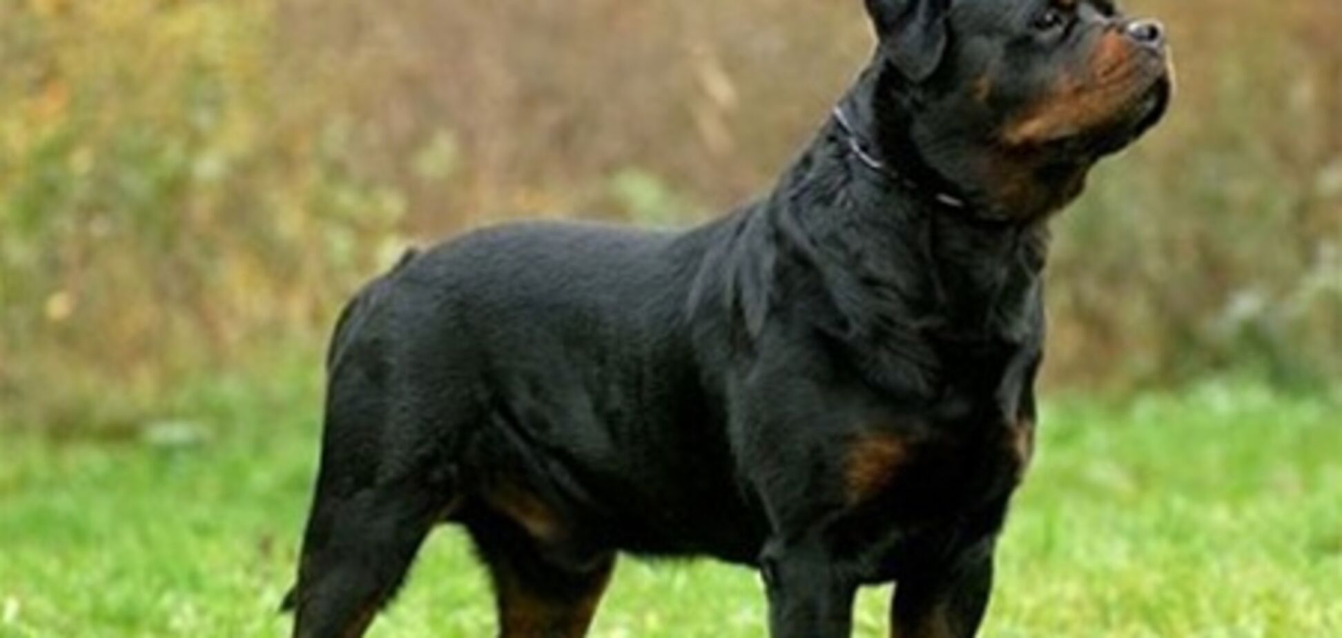 На Троещине ротвейлер искусал троих прохожих