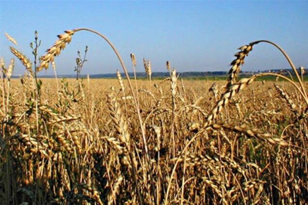 В этом году Украина экспортировала почти вдвое меньше зерна, чем в предыдущем