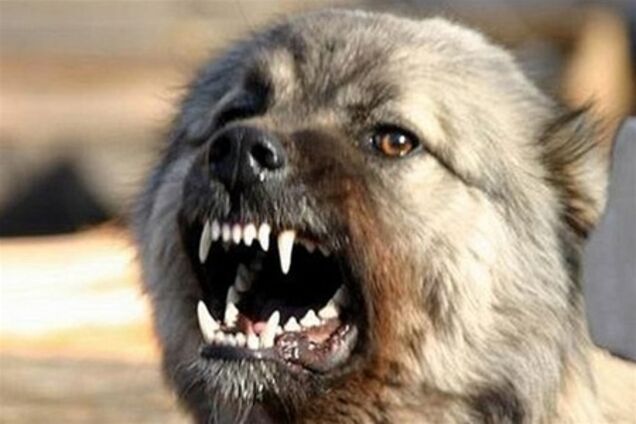 Собака – враг человека?!