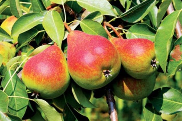 Замість антибіотиків можна лікуватися грушами