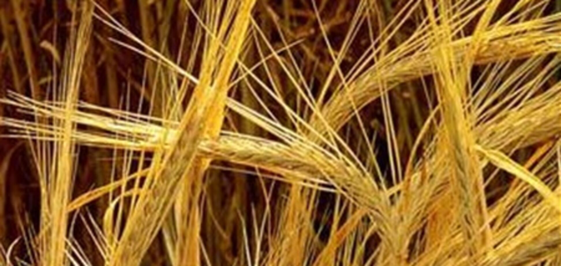 Саудовская Аравия создаст для России зернохранилища