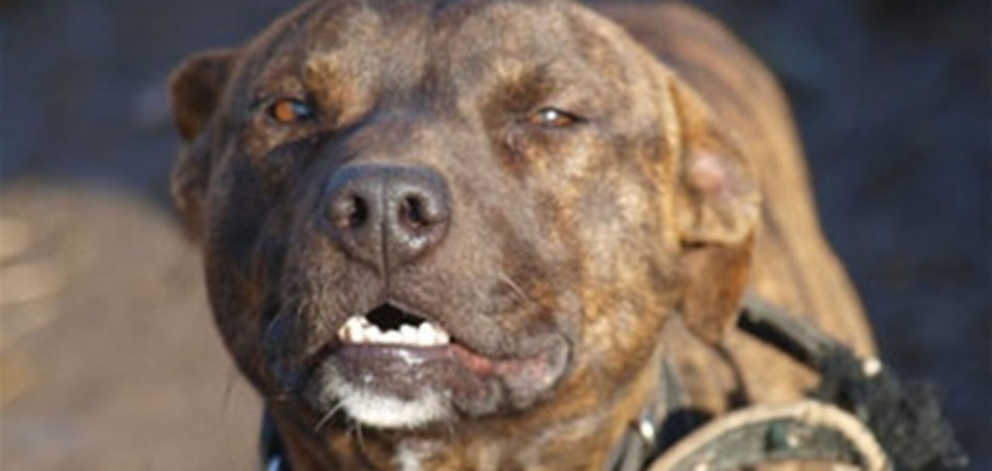 Питбуль набросился на шестилетнюю девочку в Симферополе