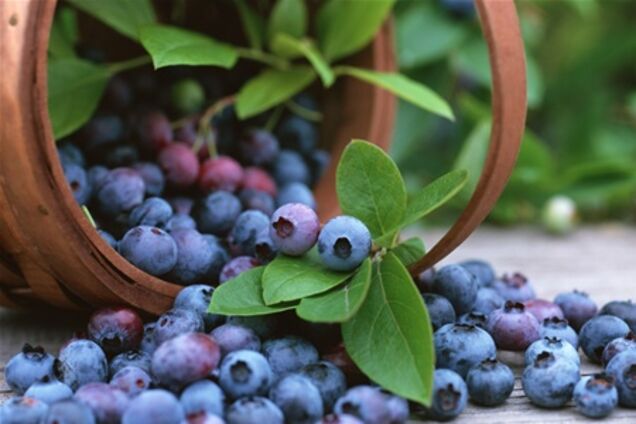 Фестиваль черники «Верховинская яфина»