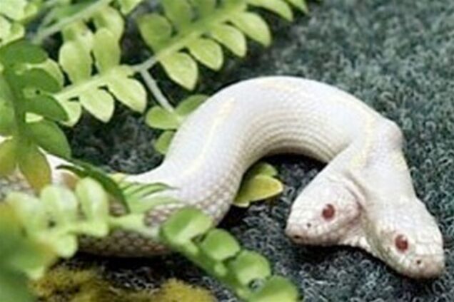 По Ялті повзає біла двоголова змія. Фото