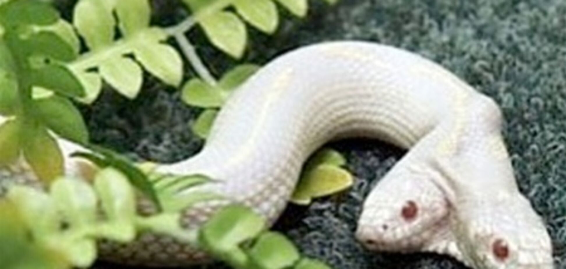 По Ялті повзає біла двоголова змія. Фото
