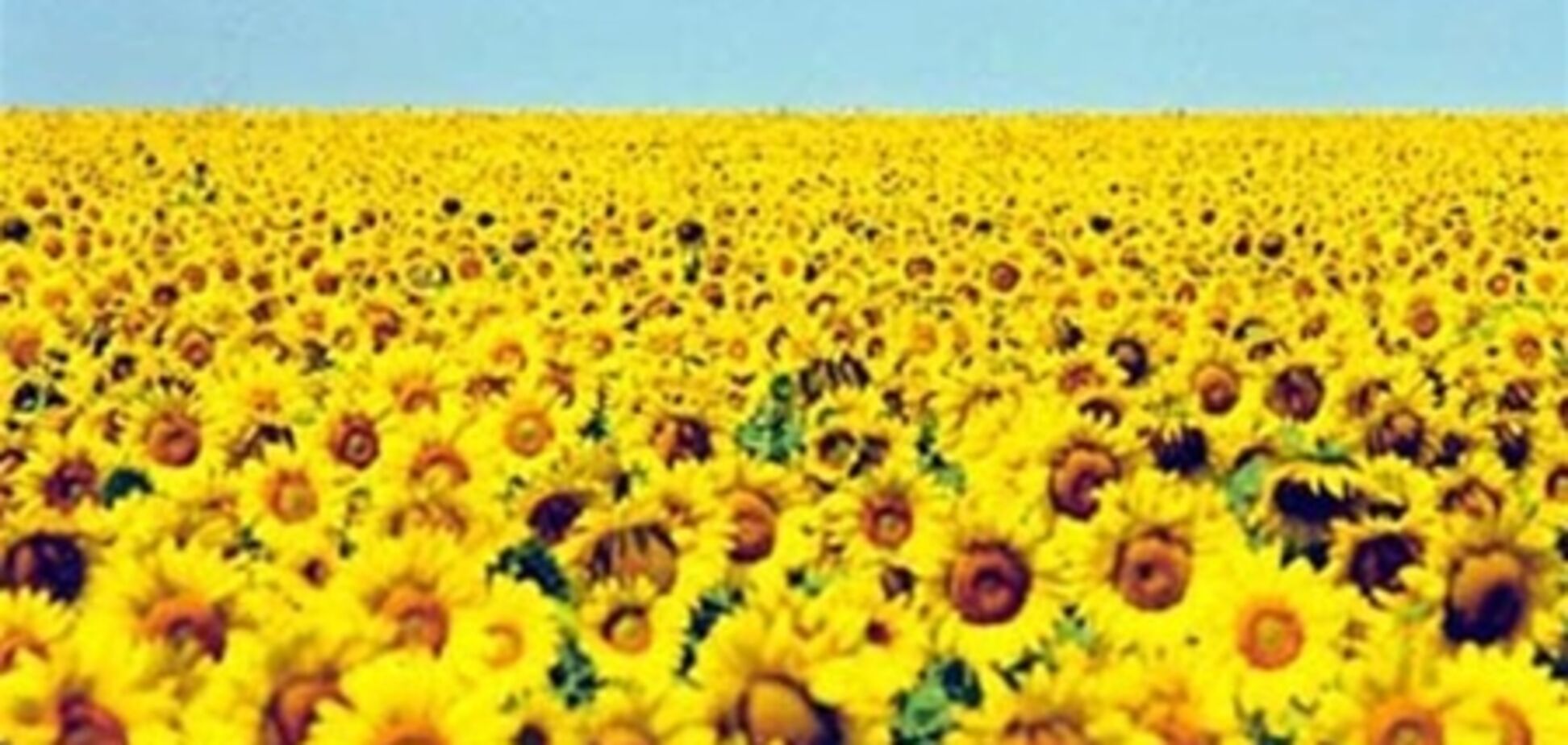 Пошлины на масло приведут к его экспорту - экспорту