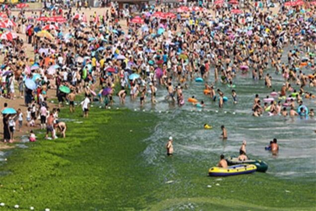 Жовте море в Китаї стало зеленим