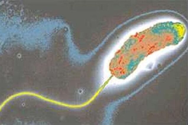 Холера вернулась в Мариуполь