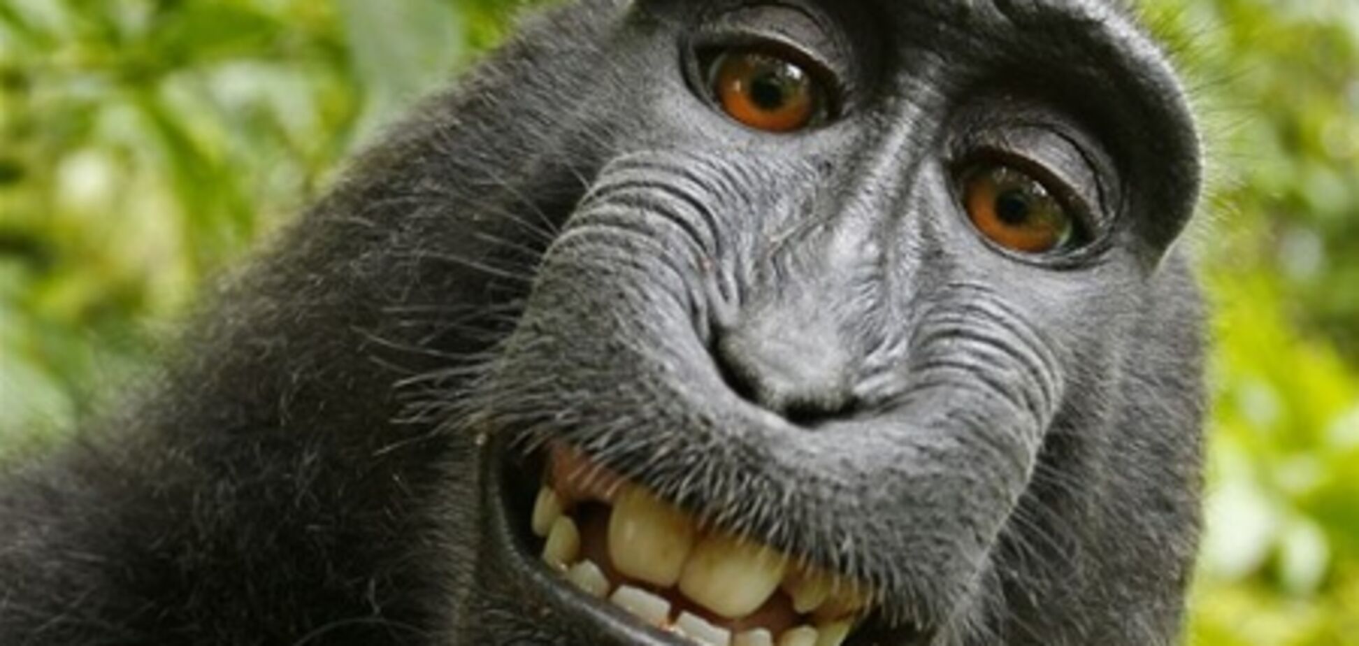 Мавпу, що прославилася унікальною фотосесією, втягнули у правовий спір
