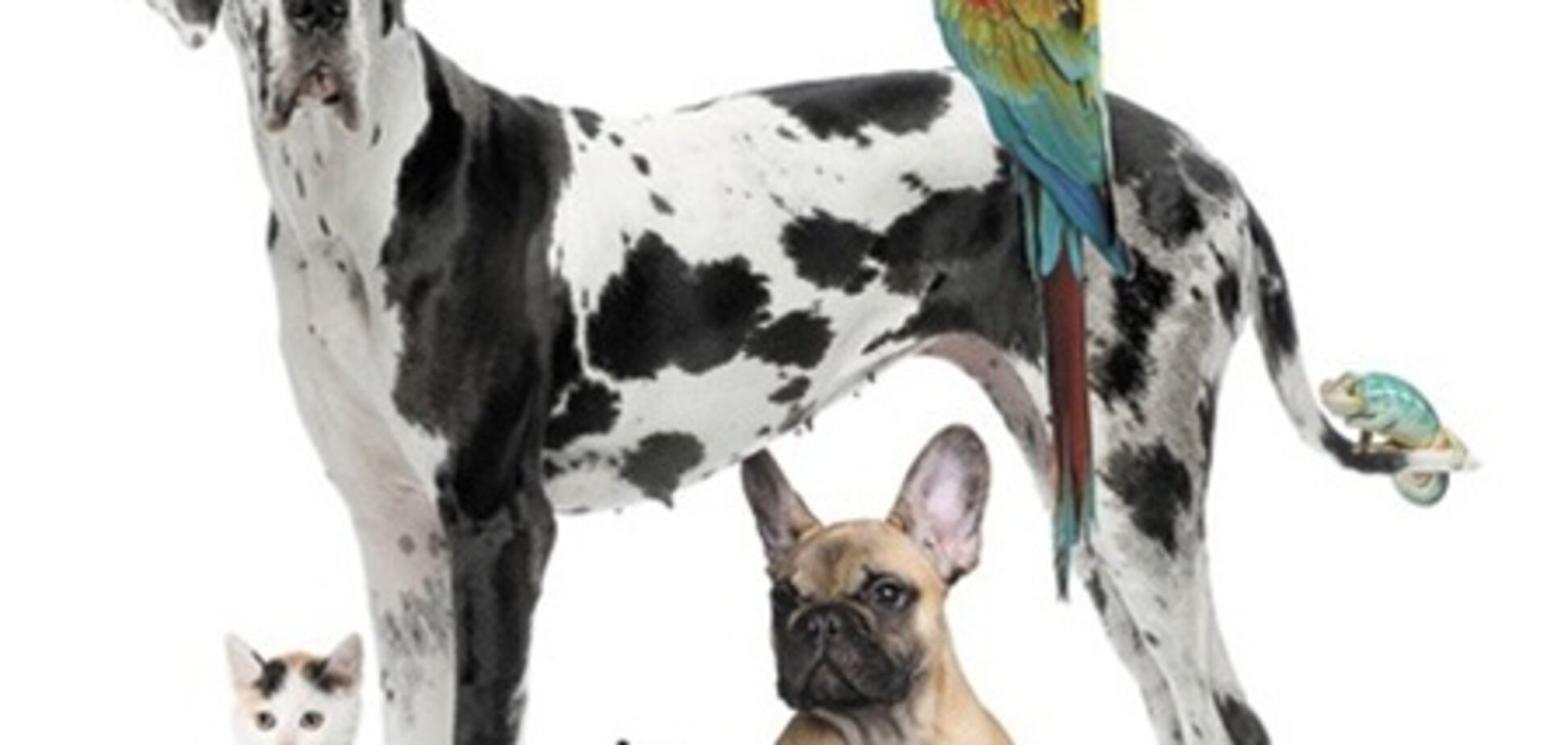 Предсказатели беды. Собаки и кошки чувствуют болезни и могут спасти от смерти