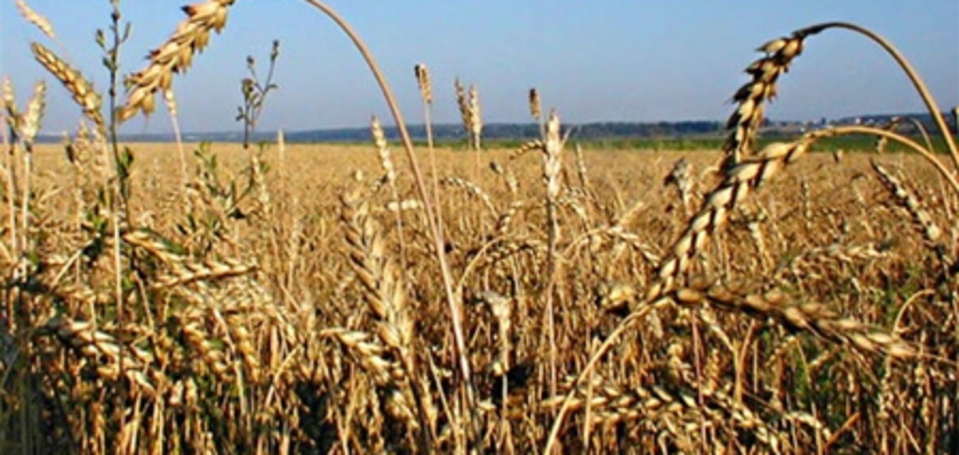 Украина хочет экспортировать 20 млн т зерна