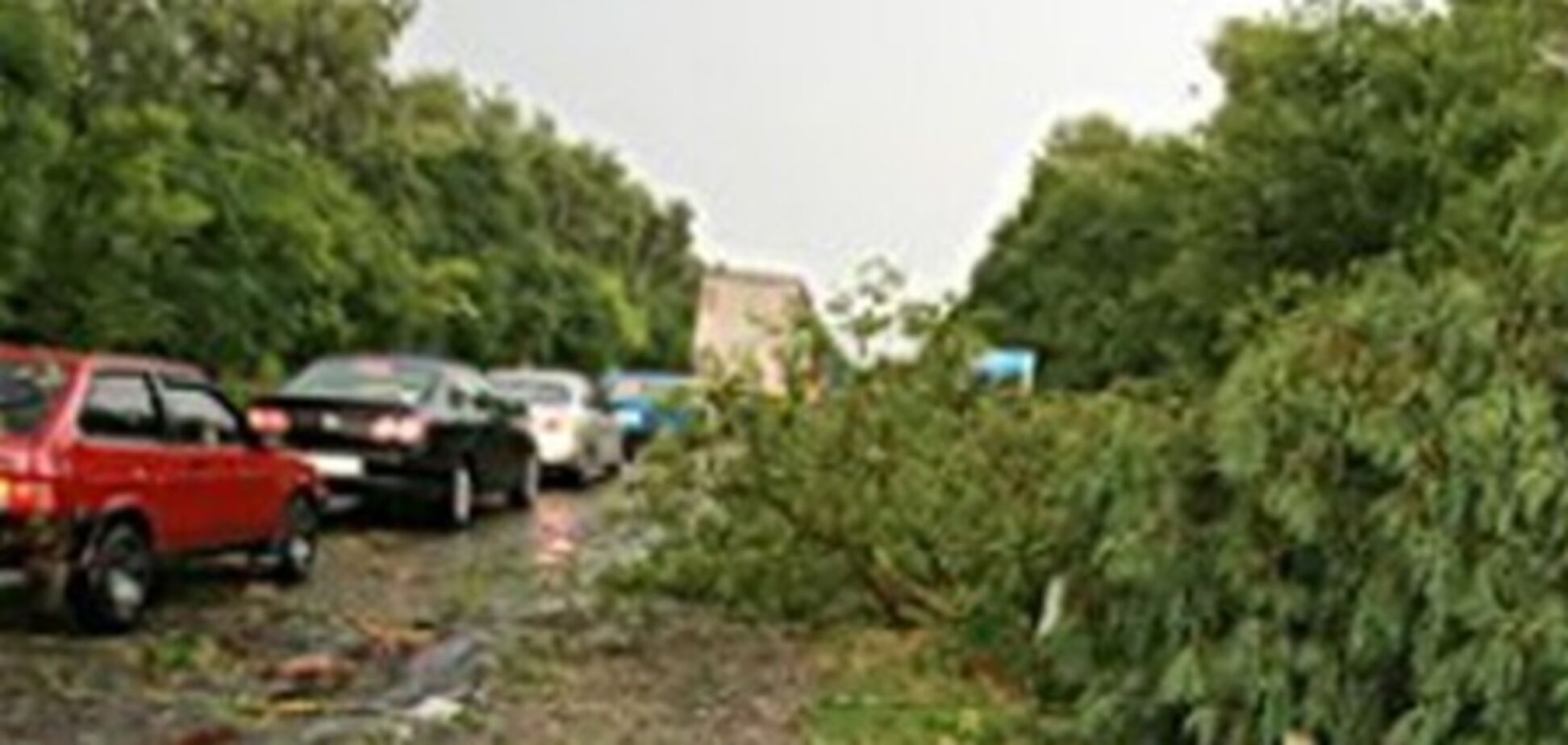 На трассе Тернополь - Львов деревья повредили автомобили