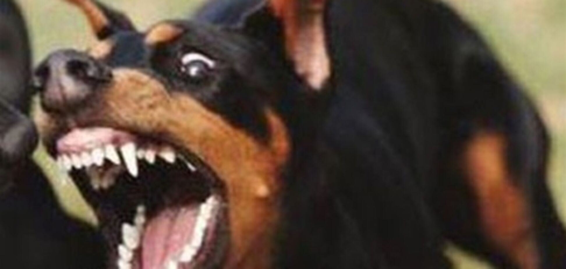 На Тернопільщині скажений собака відправила до лікарні 10 осіб