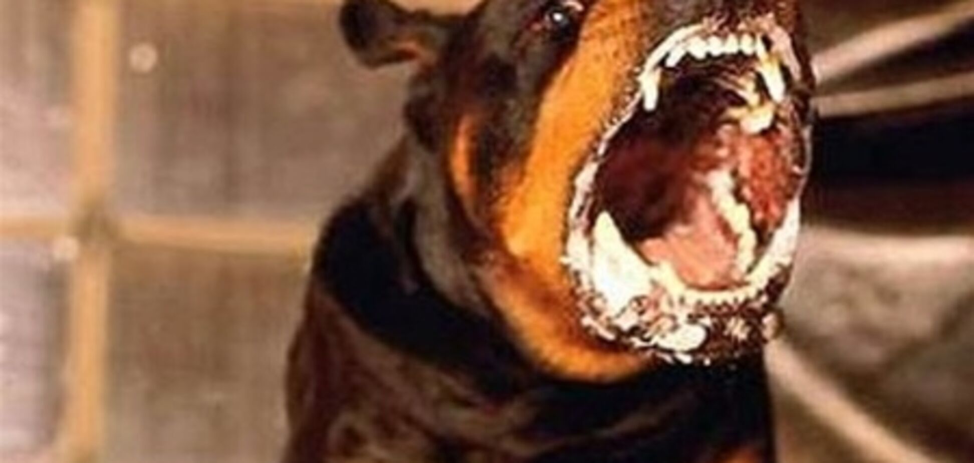 Скажений пес 'уклав' до лікарні 10 людей