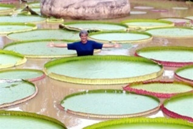 Учені б'ють на сполох: настає шосте масове вимирання всього живого на планеті