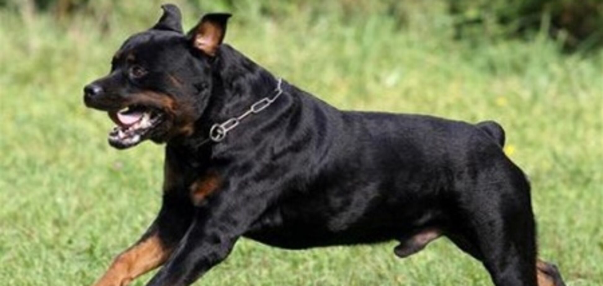 В Україні має бути кримінальна відповідальність за випадки нападу домашніх тварин