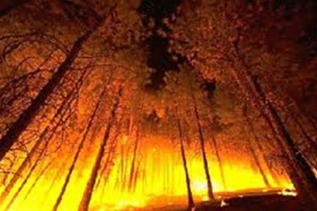 Українець поплатиться за згорілий в Росії ліс