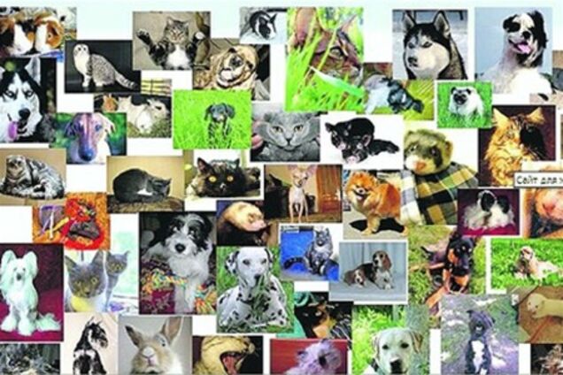 Сайт знайомств для звірини: у поросят в друзях - коти