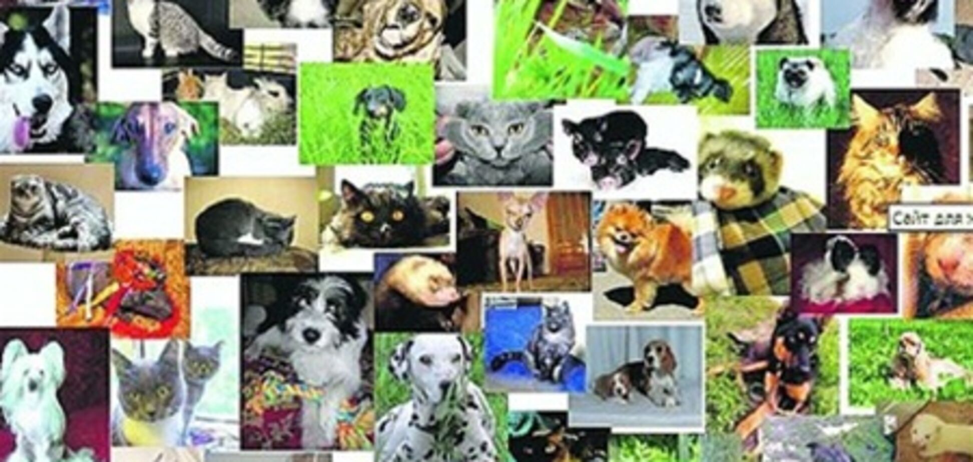 Сайт знайомств для звірини: у поросят в друзях - коти