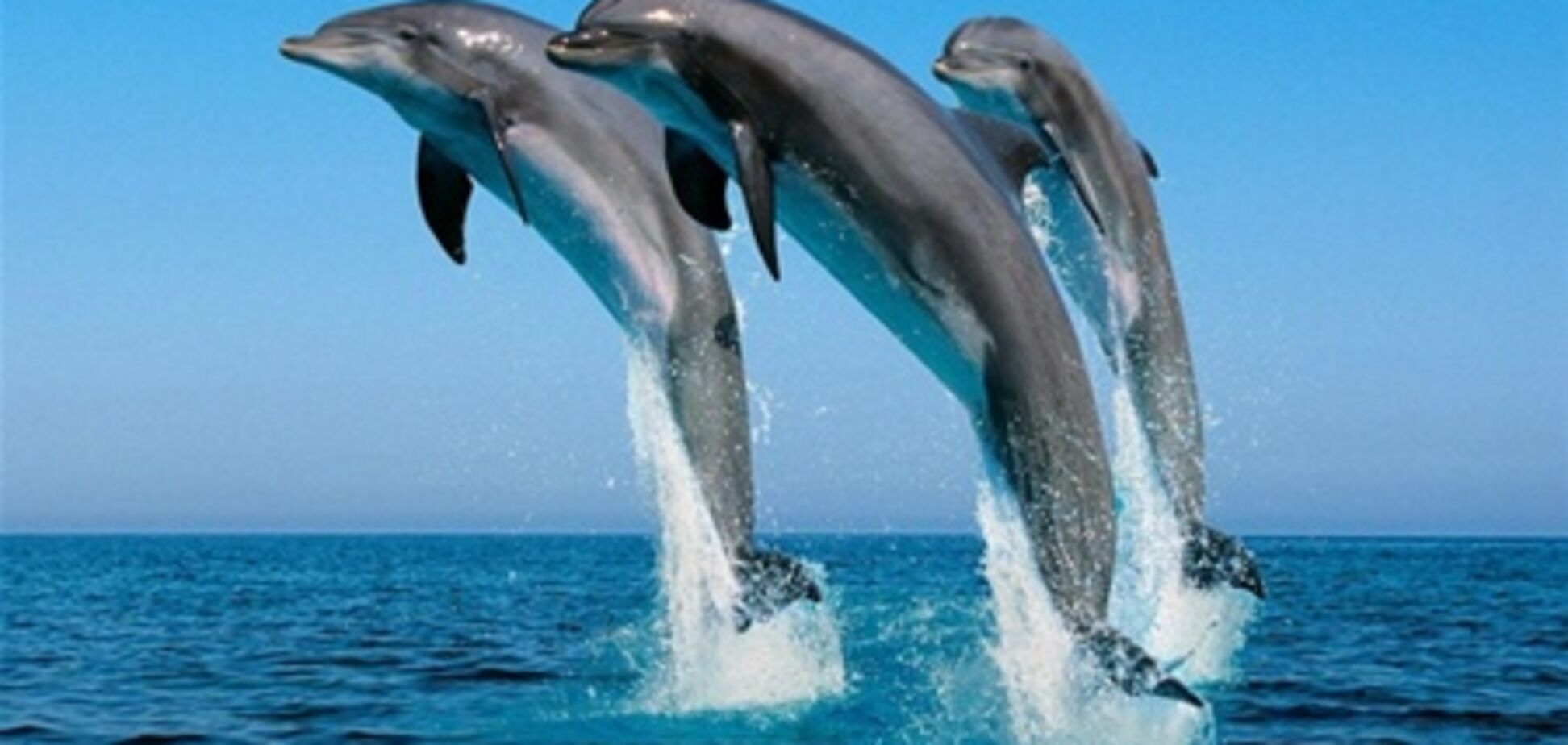 Прокуратура займется гибелью дельфинов