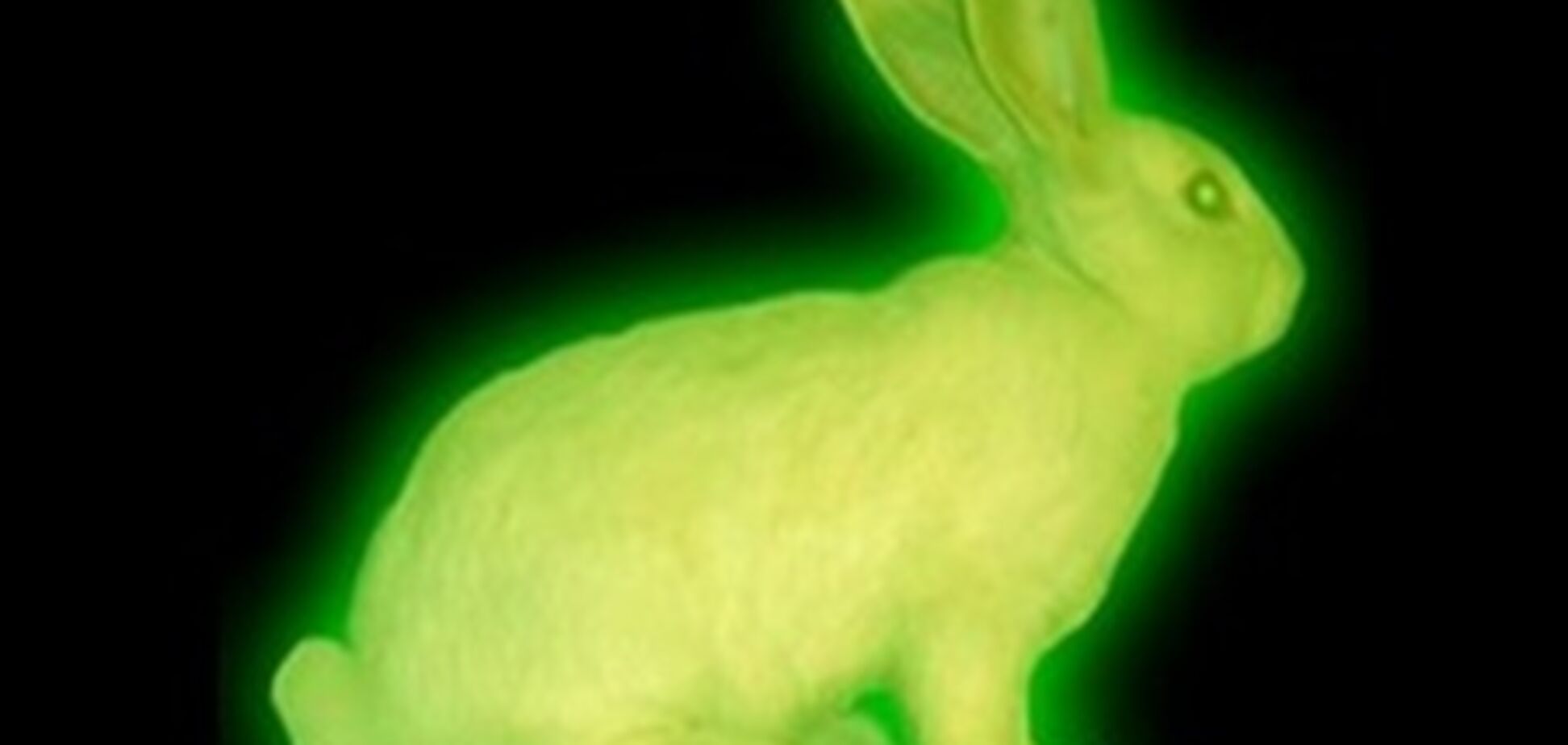 Ядерного кролика сначала убили, теперь ищут его экскременты