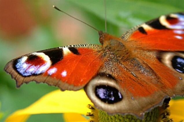 Прогноз погоды: грозовые дожди и немножко солнца