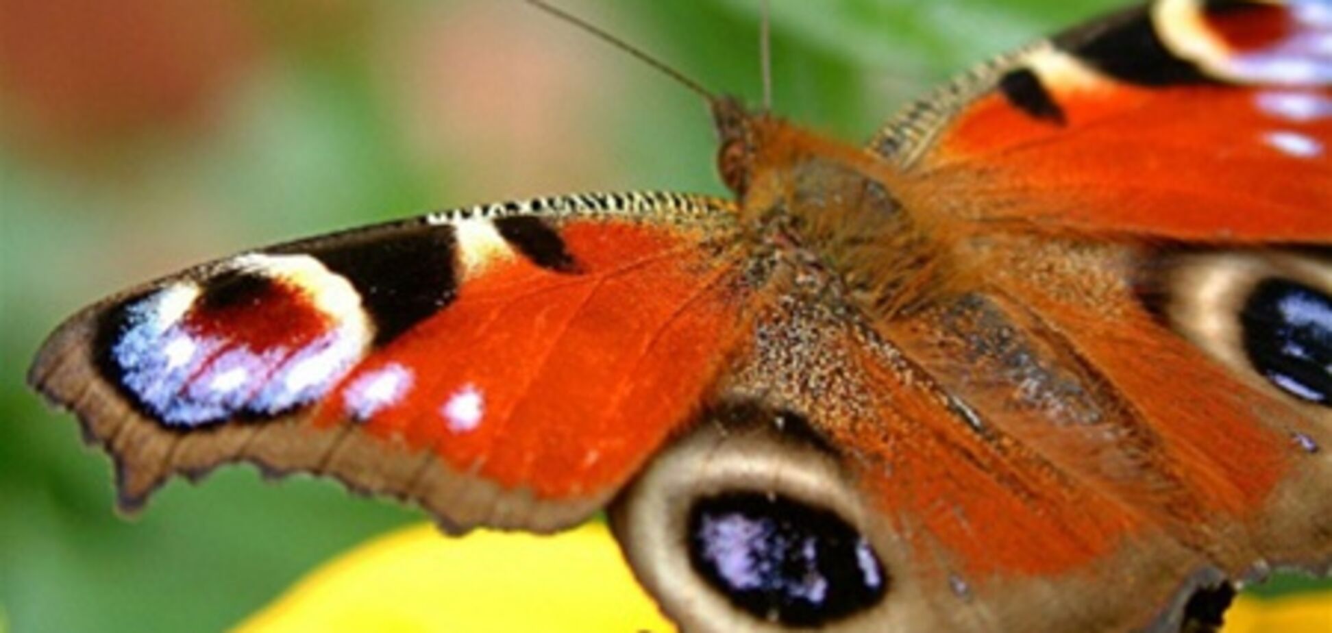 Прогноз погоды: грозовые дожди и немножко солнца