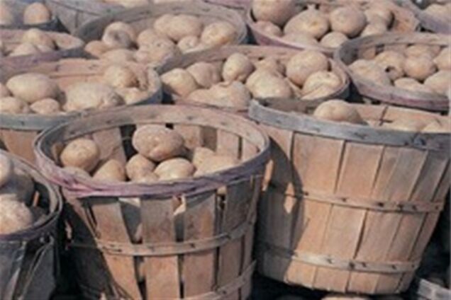 В Украине назревает дефицит картофеля